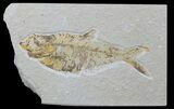 Bargain, Diplomystus Fossil Fish - Wyoming #88587-1